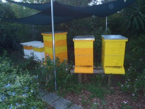 2015 July Hives