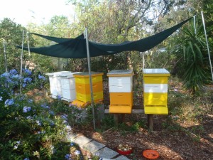 2015-4 Bee Hives   