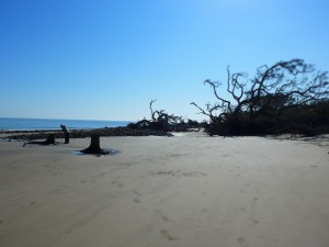Driftwood Beach